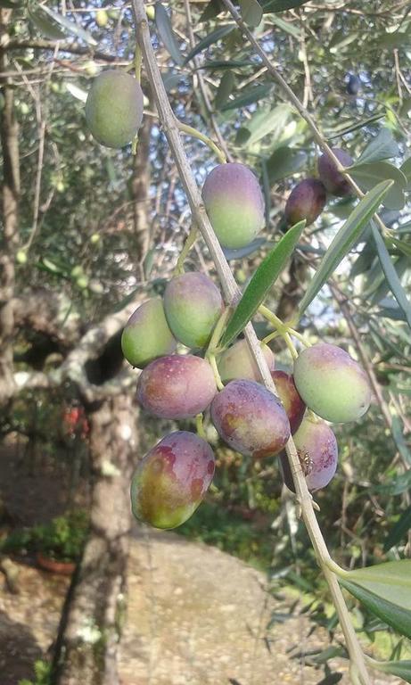 La Fattoria Di Nonna Eugenia Lerici Exterior foto